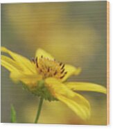 Tickseed Daisy Wood Print