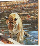 Tiger Dip Wood Print