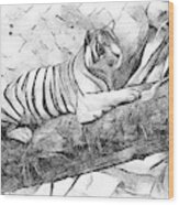 Tiger Posing Wood Print
