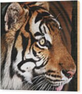 Tiger Profile Wood Print
