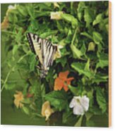 Tiger Swallowtail Butterfly Photograph Wood Print