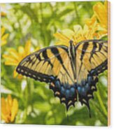 Tiger Swallowtail Wood Print