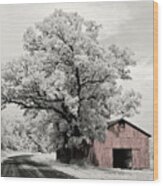 Tobacco Dreams - Tobacco Shed Near Stoughton Wi With Oak Tree Shot On Infrared Film - Version 2 Of 2 Wood Print