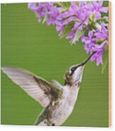 Touched Hummingbird Wood Print