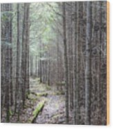 Trail In Northern Maine Woods Wood Print
