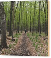 Trail In The Forest Wood Print