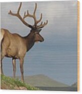 Trail Ridge Road Mule Deer Wood Print