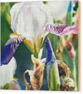Translucent Iris Wood Print