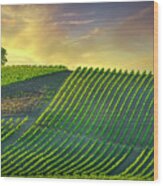Tree And Vineyards At Sunset. Castellina In Chianti Wood Print