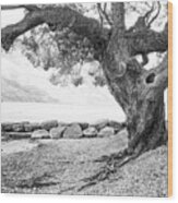 Tree At Lake Wakatipu, Queenstown, N.z. Wood Print