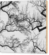 Tree Branches In Winter  - Landscape Wood Print