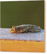 Tree Frog Relaxing As The Sun Rises For Day To Begin Wood Print