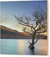 Tree In Water Loch Lomond-sunset Wood Print