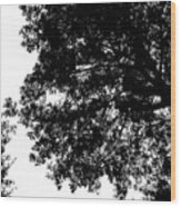 Tree Silhouette Wood Print