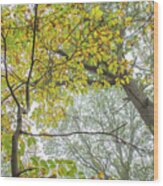 Trent Park Trees Fall 10 Wood Print