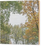 Trent Park Trees Fall 11 Wood Print