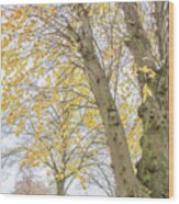 Trent Park Trees Fall 15 Wood Print