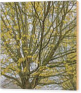 Trent Park Trees Fall 2 Wood Print