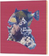 Triggerfish On A Coral - Red Sea Dive - Viva Magenta Background - Wood Print