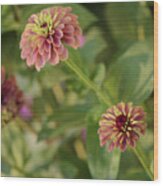 Trio Of Queen Lime Red Zinnias Wood Print