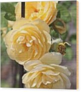 Triple Yellow Roses 2 Wood Print