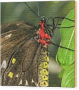 Troides Helena Butterfly Wood Print
