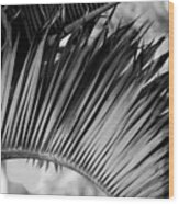 Tropical Curves Bw Wood Print