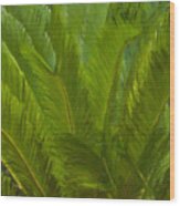 Tropical Sago Palm Wood Print