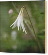 Trout Lily 1 Wood Print