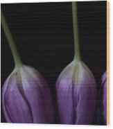 Tulip 1116 2v Wood Print