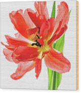 Tulip 9451 Wood Print