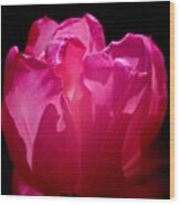 Tulip Beauty Wood Print