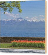 Tulip Festival In Spring By Day, Morges, Switzerland Wood Print
