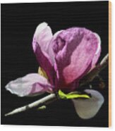 Tulip Magnolia Wood Print