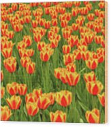 Tulip Patterns Wood Print