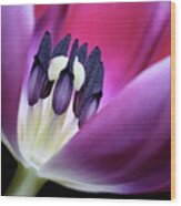 Tulip Pink 3917 Wood Print