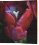Tulip Pink 7082 Wood Print