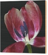 Tulip Red 042207 Wood Print