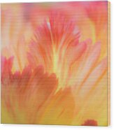 Tulip Splash Wood Print