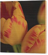 Tulip Trio Wood Print