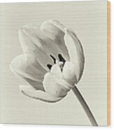 Vintage Tulip Wood Print