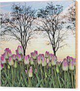 Tulips In A Field Wood Print