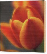 Tulips Wood Print