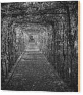 Tunneling Vines Black And White Wood Print