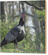 Turkey In The Wild Wood Print