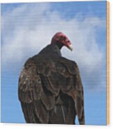 Turkey Vulture Wood Print