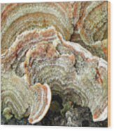 Turkeytail Fungus Abstract Wood Print