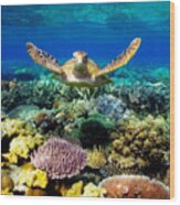 Turtle Gliding Over Great Barrier Reef Wood Print