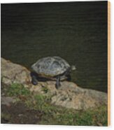 Turtle In The Sun Wood Print