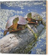 Turtles On A Log Wood Print